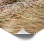 Lioness stretching poster (Ecke)