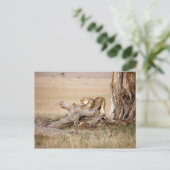 Lioness stretching postkarte (Stehend Vorderseite)