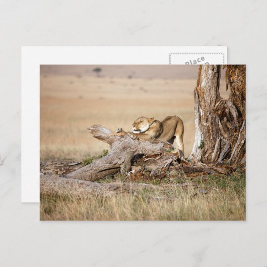 Lioness stretching postkarte (Vorne/Hinten)
