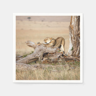 Lioness stretching serviette