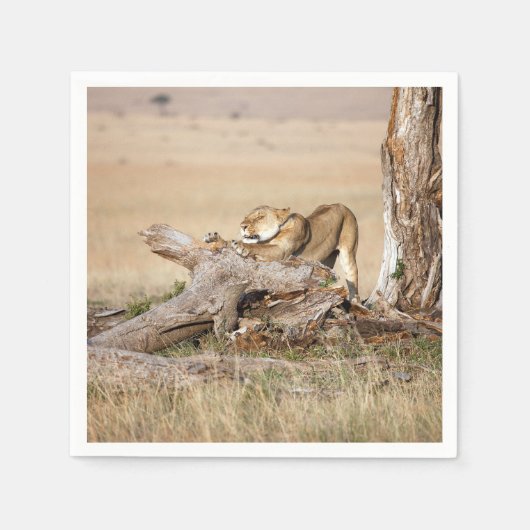 Lioness stretching serviette (Vorderseite)