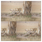 Lioness stretching stoff (Nahaufnahme)
