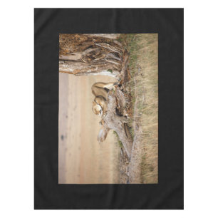 Lioness stretching tischdecke