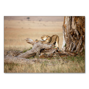 Lioness stretching tischnummer