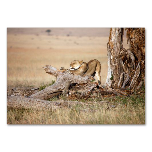 Lioness stretching tischnummer (Vorderseite)