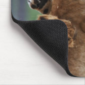 Lioness und 3 Cubs Mousepad (Ecke)