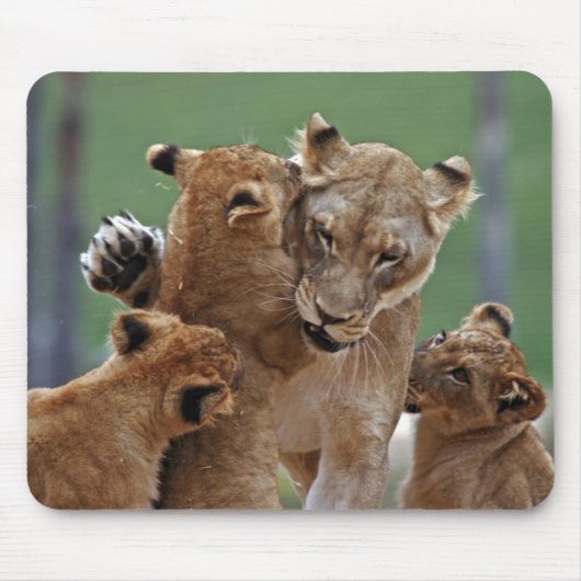 Lioness und 3 Cubs Mousepad (Vorne)