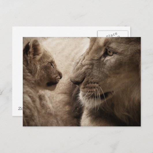 Lioness und Cube Postkarte (Vorne/Hinten)