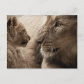 Lioness und Cube Postkarte (Vorderseite)