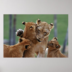 Lioness und ihre Naben Poster