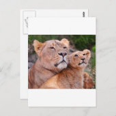 Lioness und Lion Cub Erholung vor der Jagd Postkarte (Vorne/Hinten)