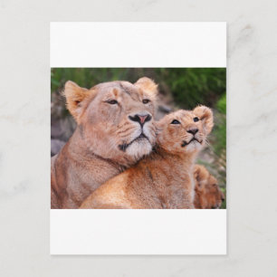 Lioness und Lion Cub Erholung vor der Jagd Postkarte