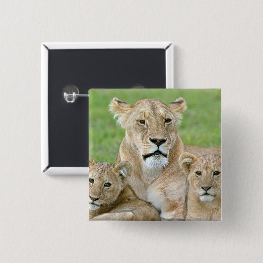 Lioness und Two Cubs, Ostafrika, Tansania, Button (Vorne & Hinten)