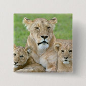 Lioness und Two Cubs, Ostafrika, Tansania, Button (Vorderseite)