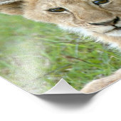 Lioness und Two Cubs, Ostafrika, Tansania, Fotodruck (Ecke)