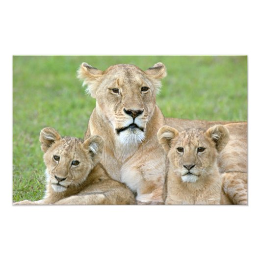 Lioness und Two Cubs, Ostafrika, Tansania, Fotodruck (Vorne)