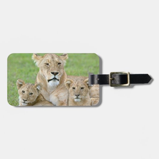 Lioness und Two Cubs, Ostafrika, Tansania, Gepäckanhänger (Vorderseite horizontal)