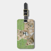 Lioness und Two Cubs, Ostafrika, Tansania, Gepäckanhänger (Vorderseite vertikal)