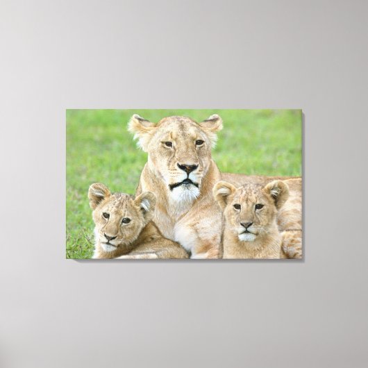 Lioness und Two Cubs, Ostafrika, Tansania, Leinwanddruck (Vorderseite)