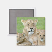 Lioness und Two Cubs, Ostafrika, Tansania, Magnet (Vorderseite/Rückseite)