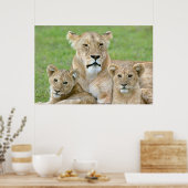 Lioness und Two Cubs, Ostafrika, Tansania, Poster (Küche)