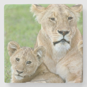 Lioness und Two Cubs, Ostafrika, Tansania, Steinuntersetzer