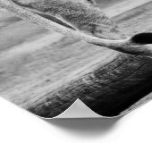 Lioness Wildlife Black & White Fotografy Art Poster (Ecke)