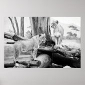 Lioness Wildlife Black & White Fotografy Art Poster (Vorne)