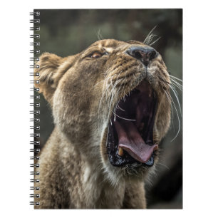 LIONESS YAWNING NOTIZBLOCK