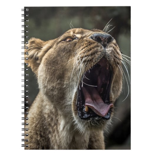 LIONESS YAWNING NOTIZBLOCK (Vorderseite)