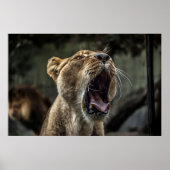 LIONESS YAWNING POSTER (Vorne)