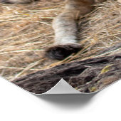 Lionesse an der Erholung — Wächter des Priden Poster (Ecke)