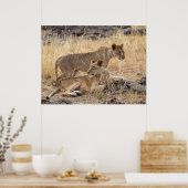 Lionesse an der Erholung — Wächter des Priden Poster (Küche)