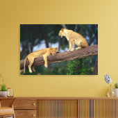 Lionesse in einem Baum Leinwanddruck (Insitu (Wohnzimmer))