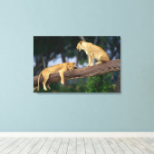 Lionesse in einem Baum Leinwanddruck (Insitu (Holzboden))
