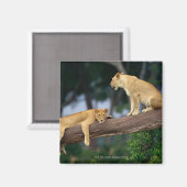 Lionesse in einem Baum Magnet (Vorderseite/Rückseite)