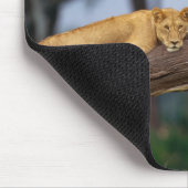 Lionesse in einem Baum Mousepad (Ecke)