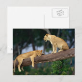 Lionesse in einem Baum Postkarte (Vorne/Hinten)