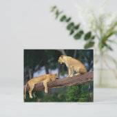 Lionesse in einem Baum Postkarte (Stehend Vorderseite)