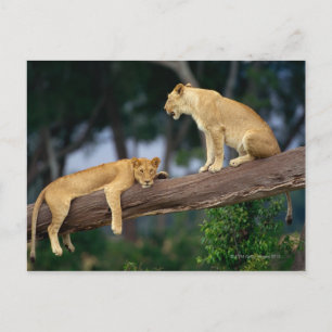 Lionesse in einem Baum Postkarte