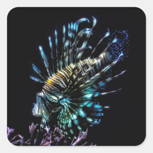 Lionfischschwimme Quadratischer Aufkleber (Vorderseite)