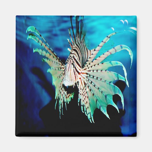 Lionfish Beauty Magnet (Vorne)