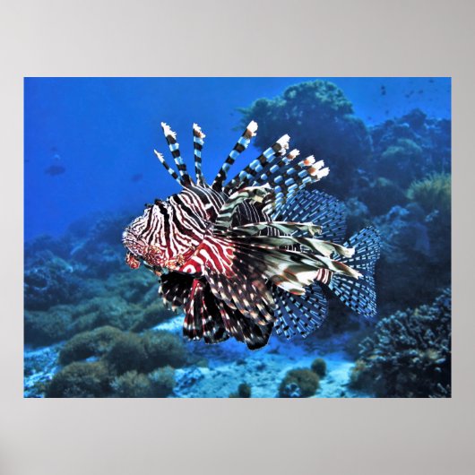 Lionfish-Komodo Poster (Vorne)