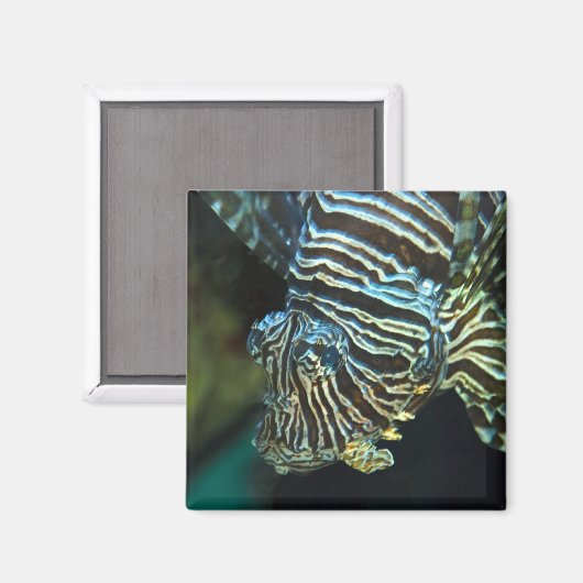 Lionfish Magnet (Vorderseite/Rückseite)