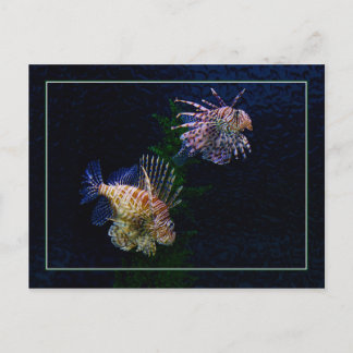 Lionfish Pair Postcards Postkarte