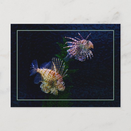 Lionfish Pair Postcards Postkarte (Vorderseite)