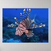 Lionfish Portrait Poster (Vorne)