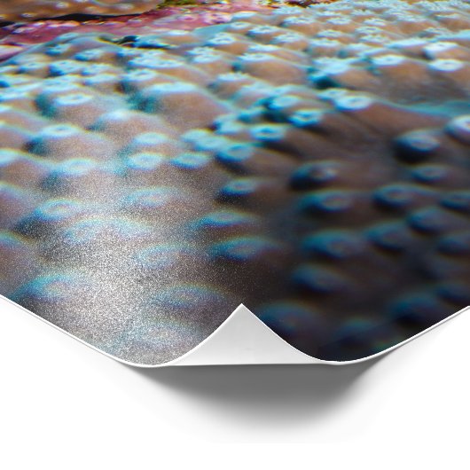 Lionfish Print Fotodruck (Ecke)