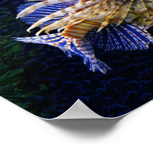 Lionfish Print Poster (Ecke)