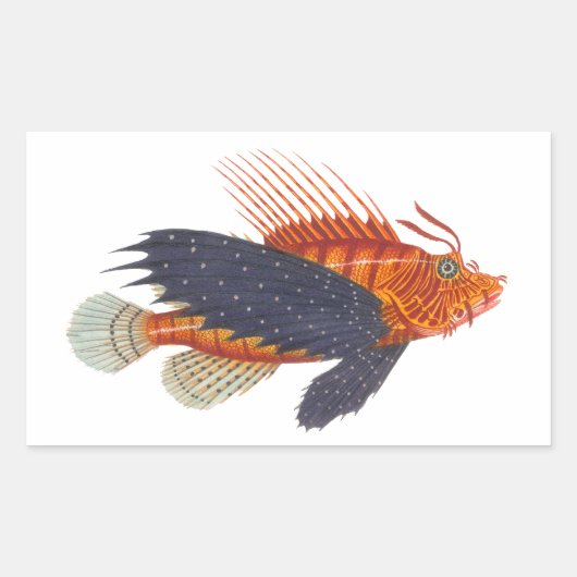 Lionfish - Pterois - Löwe-Fisch-Antiken-Stich Rechteckiger Aufkleber (Vorderseite)